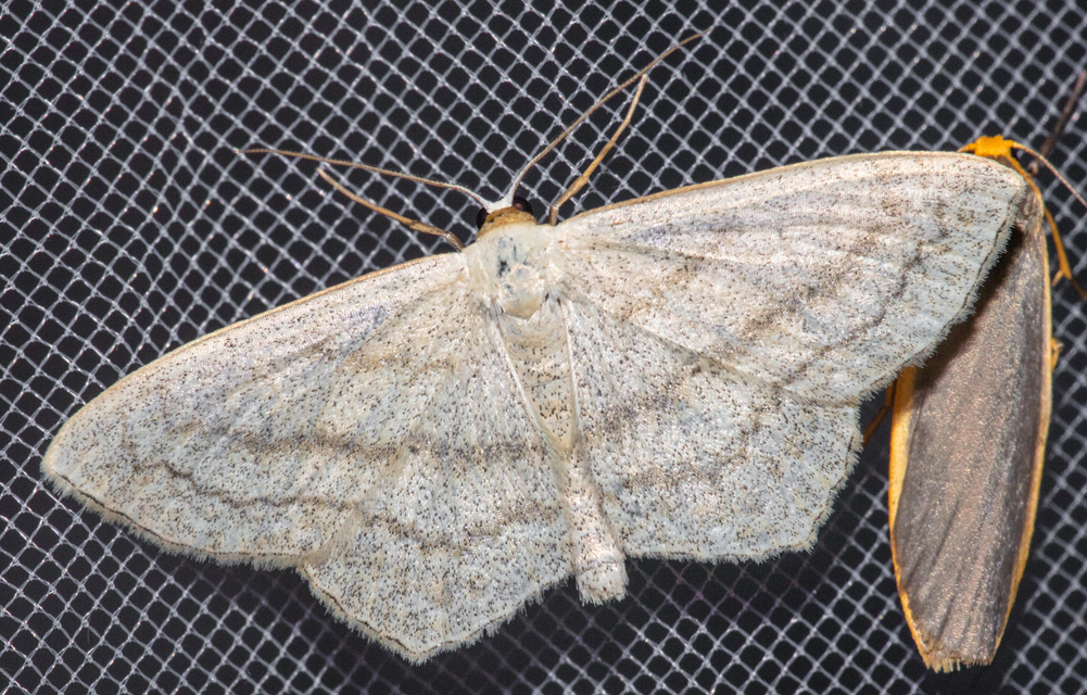 Scopula nigropunctata - feketepettyes araszoló