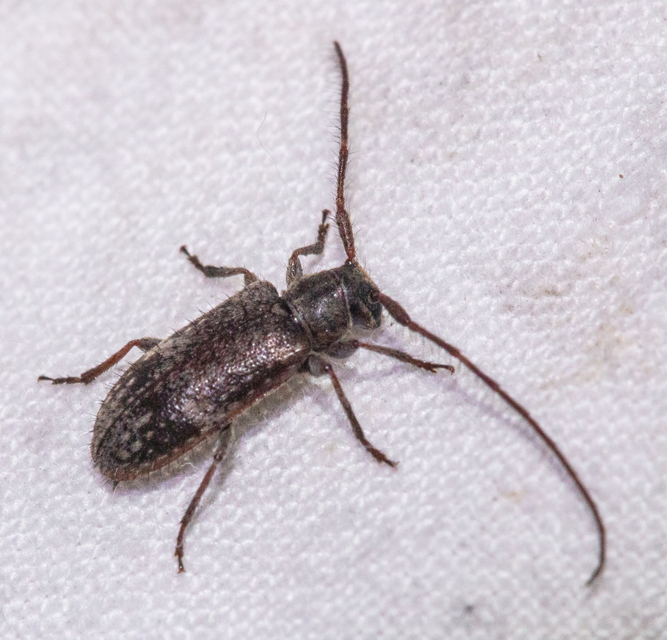 Exocentrus adspersus - tölgyfa-rőzsecincér