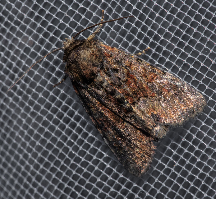 Oligia strigilis/latruncula/versicolor