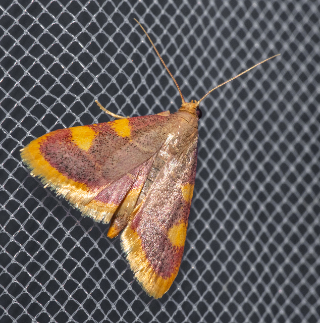 Hypsopygia costalis - szénailonca