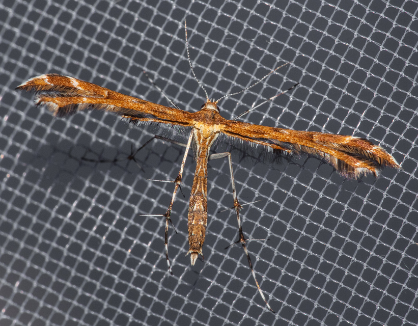 Pterophoridae - tollasmolyfélék
