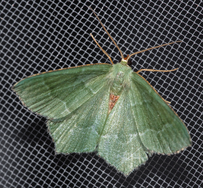 Hemithea aestivaria - nyír-zöldaraszoló