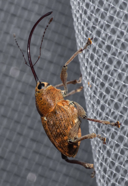 Curculio glandium - tölgymakkzsuzsóka