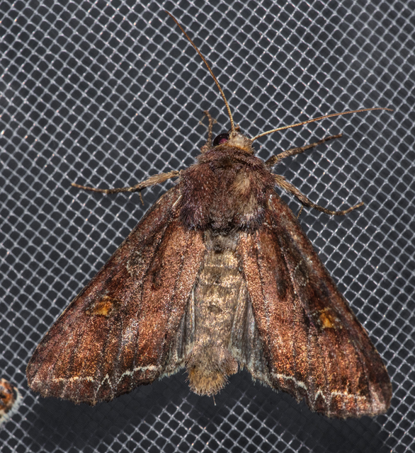 Lacanobia oleracea - saláta-kertibagoly