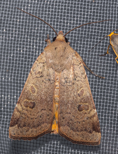 Noctua comes - kis sárgafűbagoly