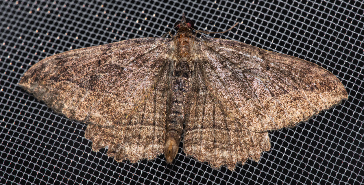Philereme transversata - varjútövis-araszoló