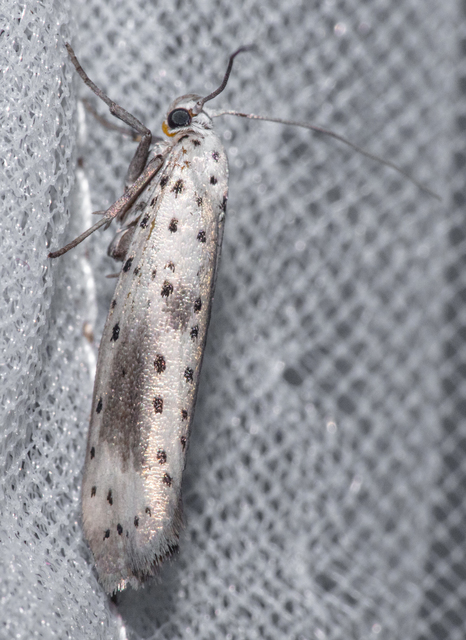 Yponomeuta irrorella - pókhálós kökénymoly