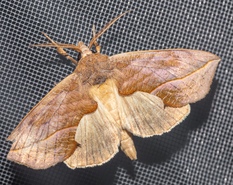 Calyptra thalictri - öblösszárnyú bagoly
