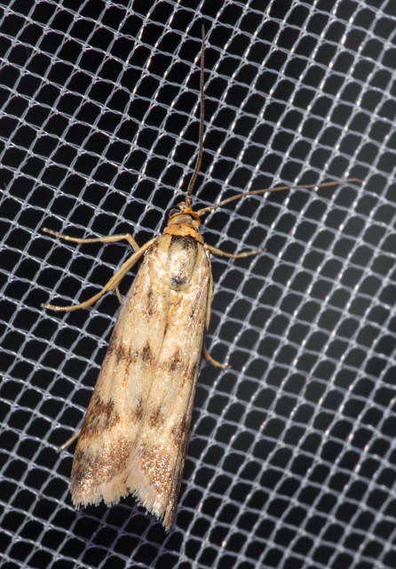 Homoeosoma sinuella - agyagsárga karcsúmoly