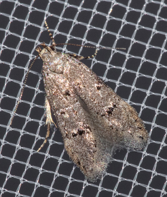 Teleiodes vulgella - galagonya-borzasmoly