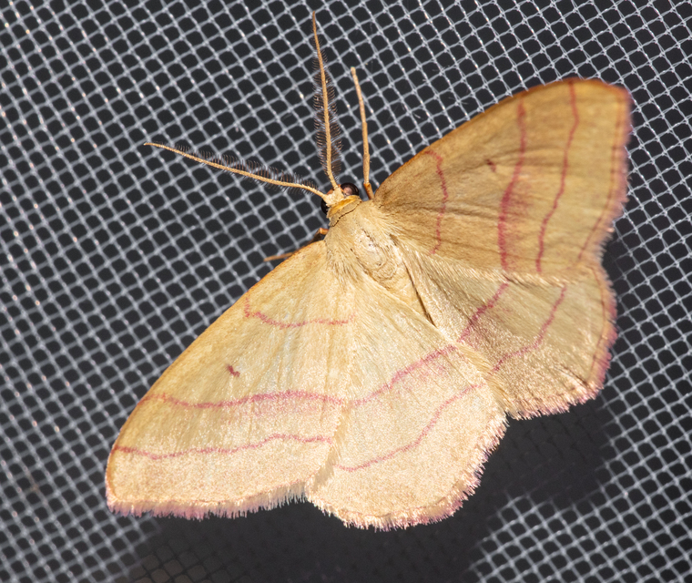 Rhodostrophia vibicaria - pirosszélű araszoló