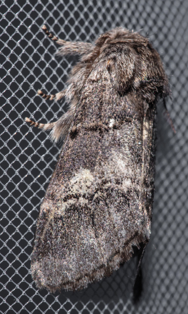 Drymonia querna - tölgyfa-púposszövő