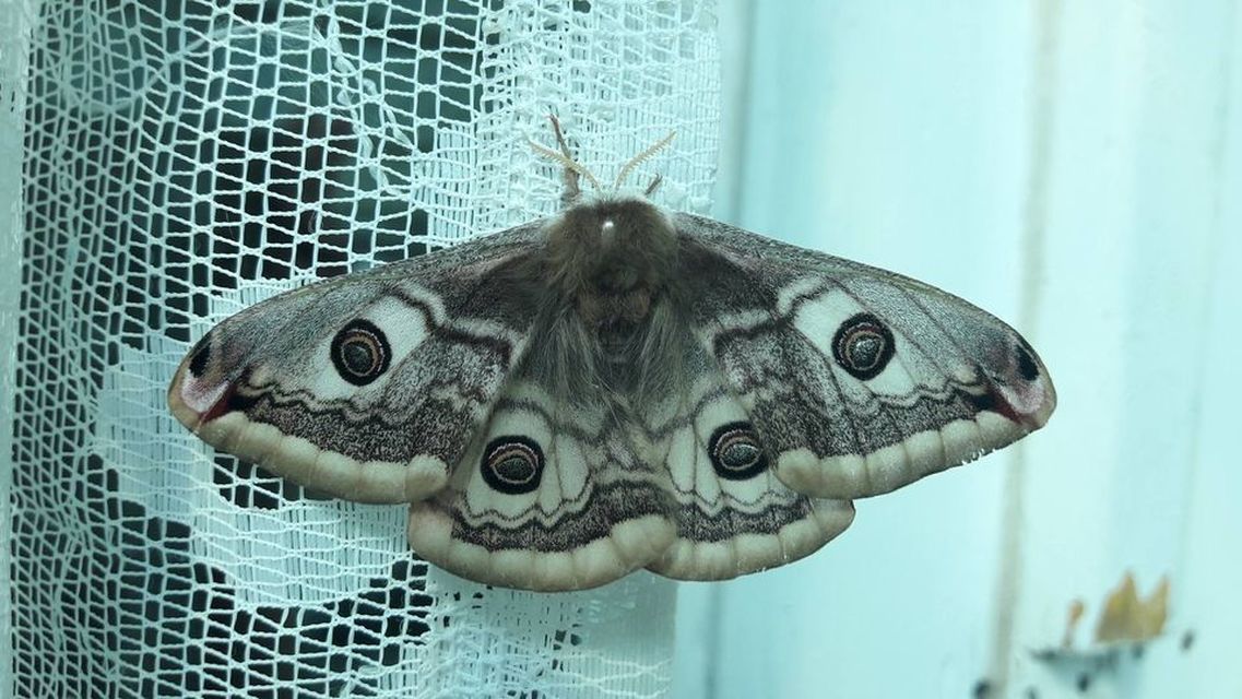 Saturnia pavoniella/pavonia