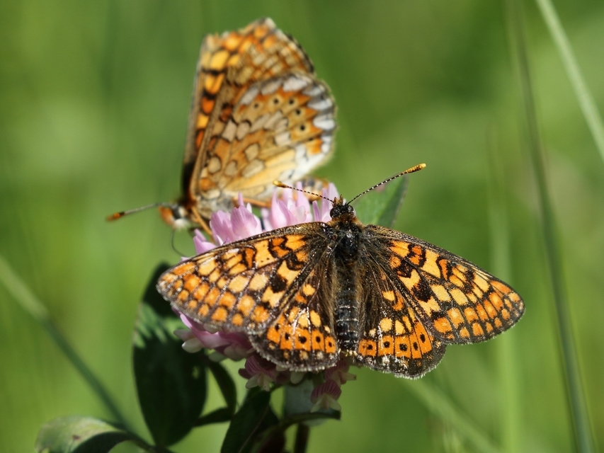 Euphydryas aurinia - lápi tarkalepke