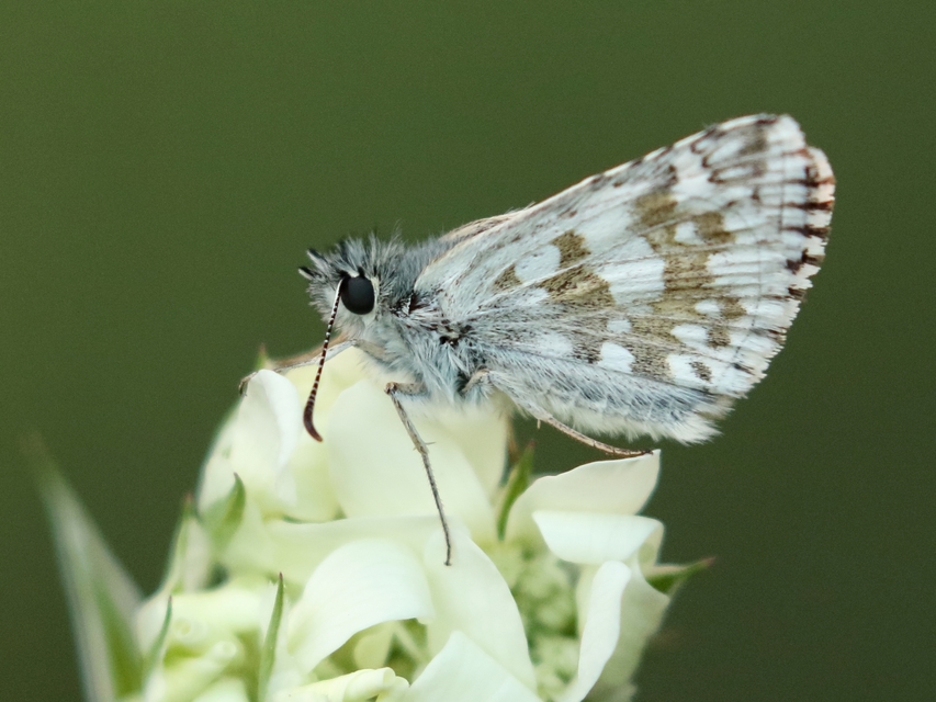Pyrgus carthami - nagy busalepke