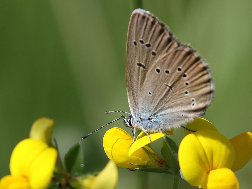 Cyaniris semiargus - aprószemes boglárka