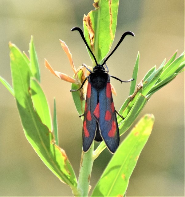 Zygaena loti - közönséges csüngőlepke
