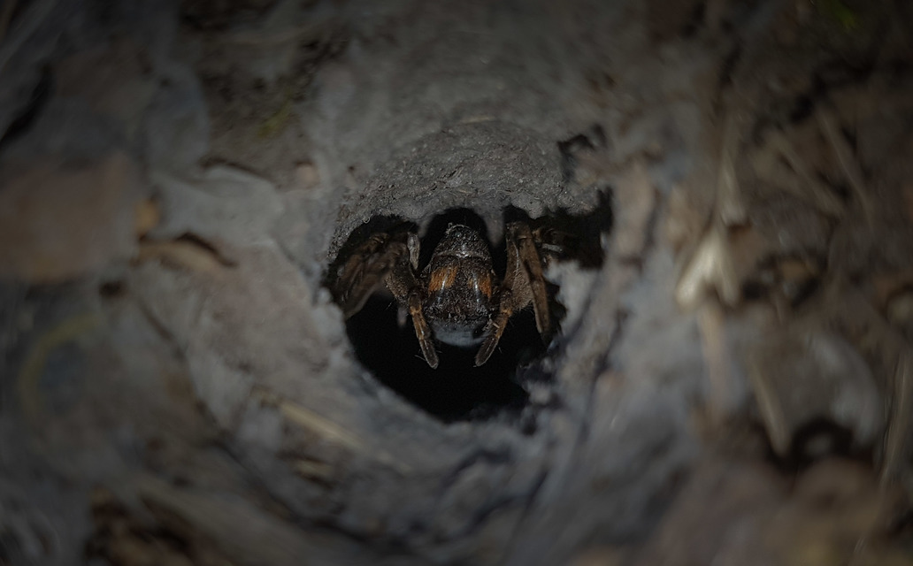 Geolycosa vultuosa - pokoli cselőpók