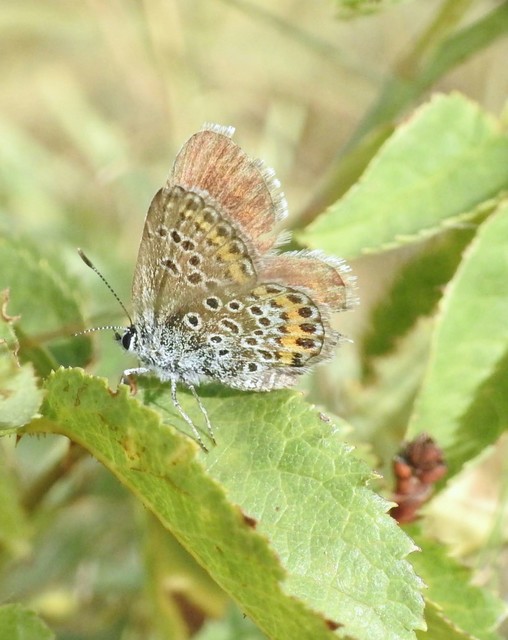 Plebejus argus - ezüstös boglárka