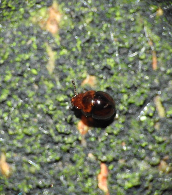 Leiodidae - pecebogárfélék Leiodidae - pecebogárfélék