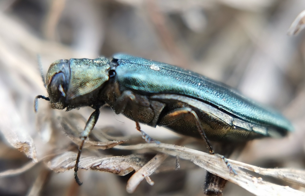 Agrilus viridis - változékony karcsúdíszbogár