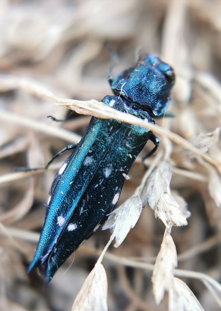 Agrilus guerinii - Guérin-karcsúdíszbogár Agrilus guerinii - Guérin-karcsúdíszbogár