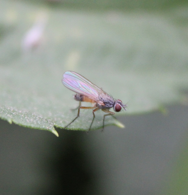 Coenosia