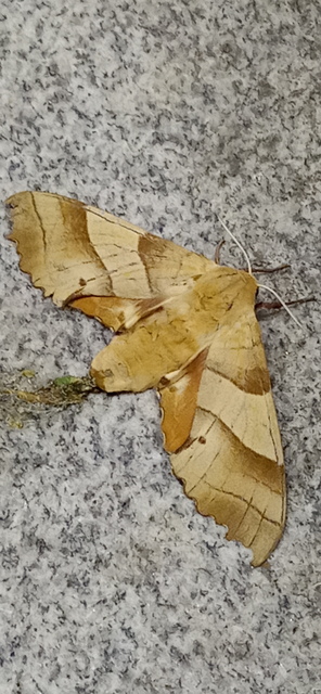 Marumba quercus - tölgyfaszender