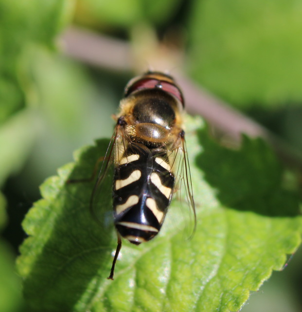 Scaeva pyrastri - gyakori nagyhomlokúlégy