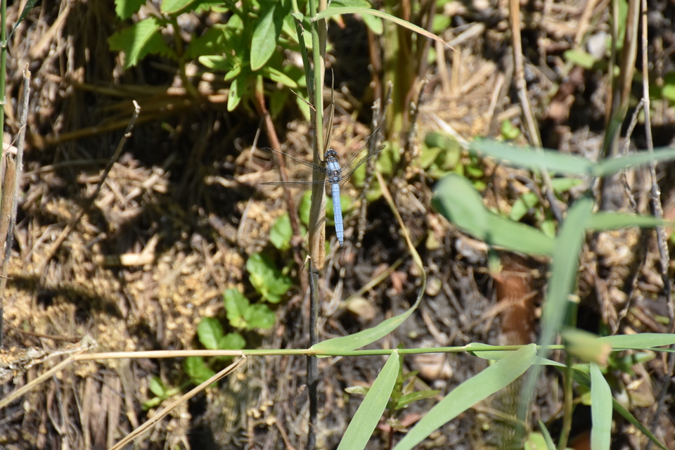 Orthetrum brunneum - pataki pásztorszitakötő