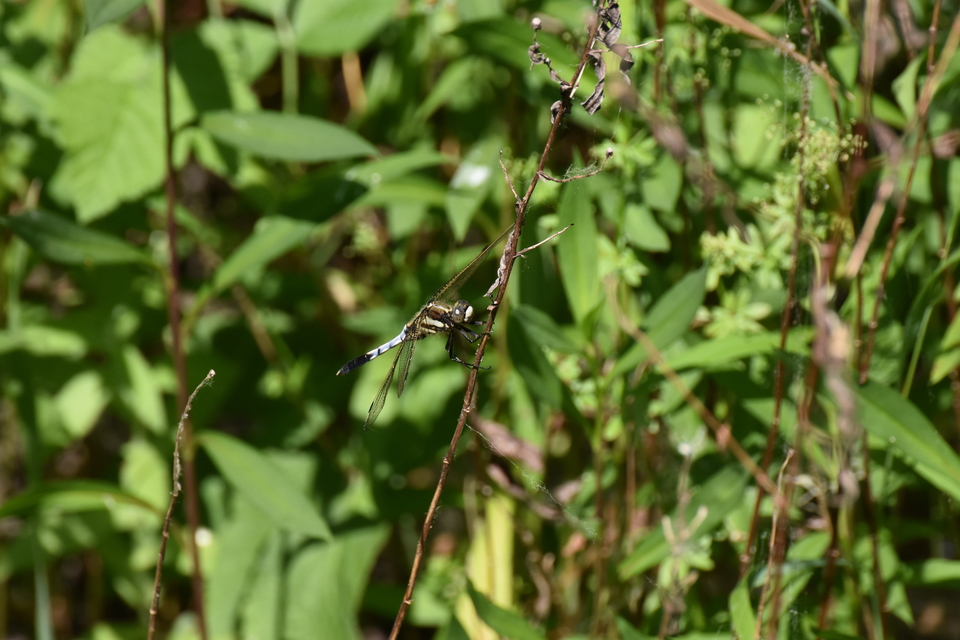 Orthetrum albistylum - fehérfarkú pásztorszitakötő