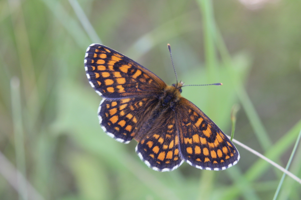 Melitaea britomartis - barnás tarkalepke