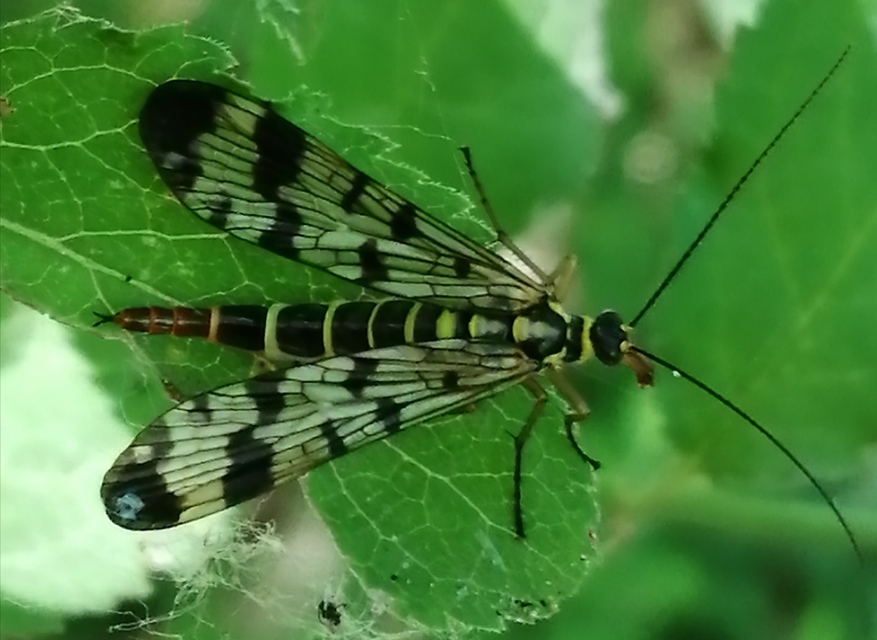 Panorpa communis/vulgaris