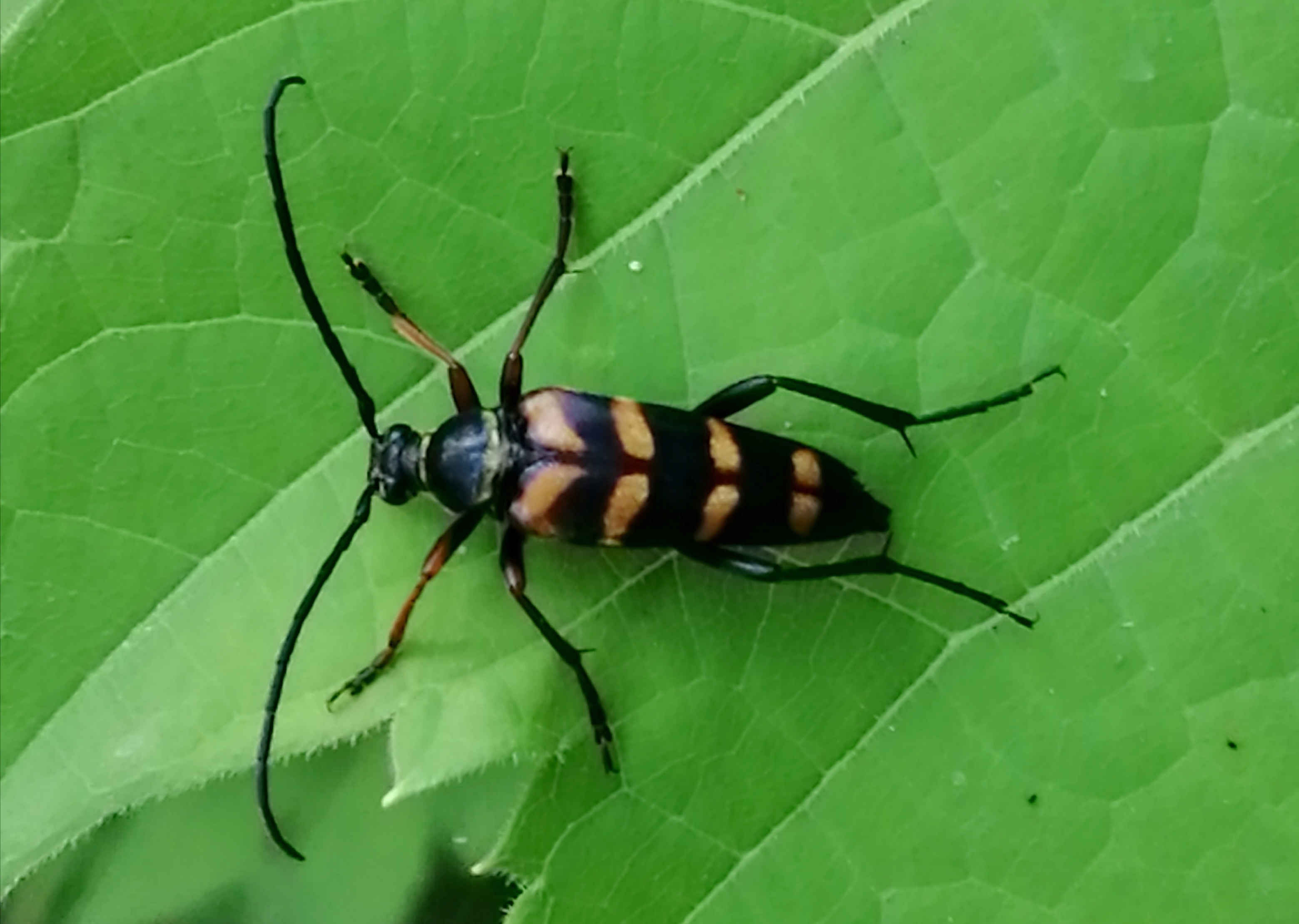 Leptura aurulenta - sárgaszőrű szalagoscincér