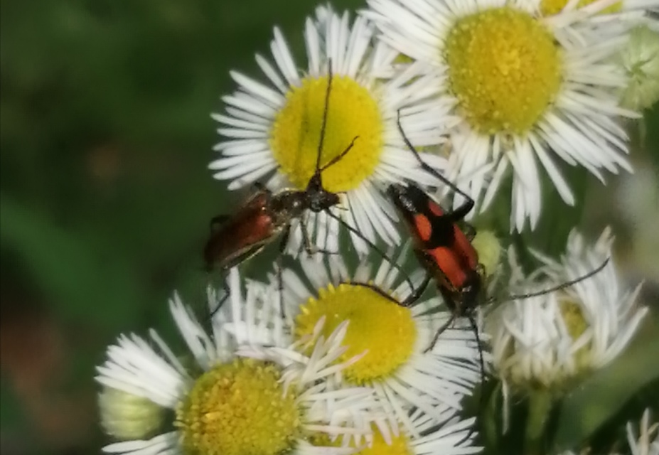 Stenurella bifasciata - kétöves karcsúcincér