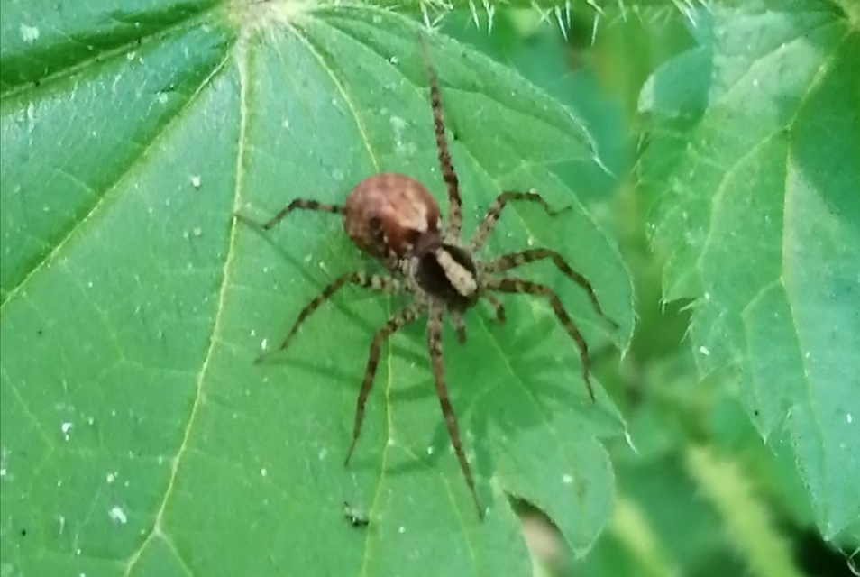 Pardosa alacris - sárgafoltos gyászfarkaspók