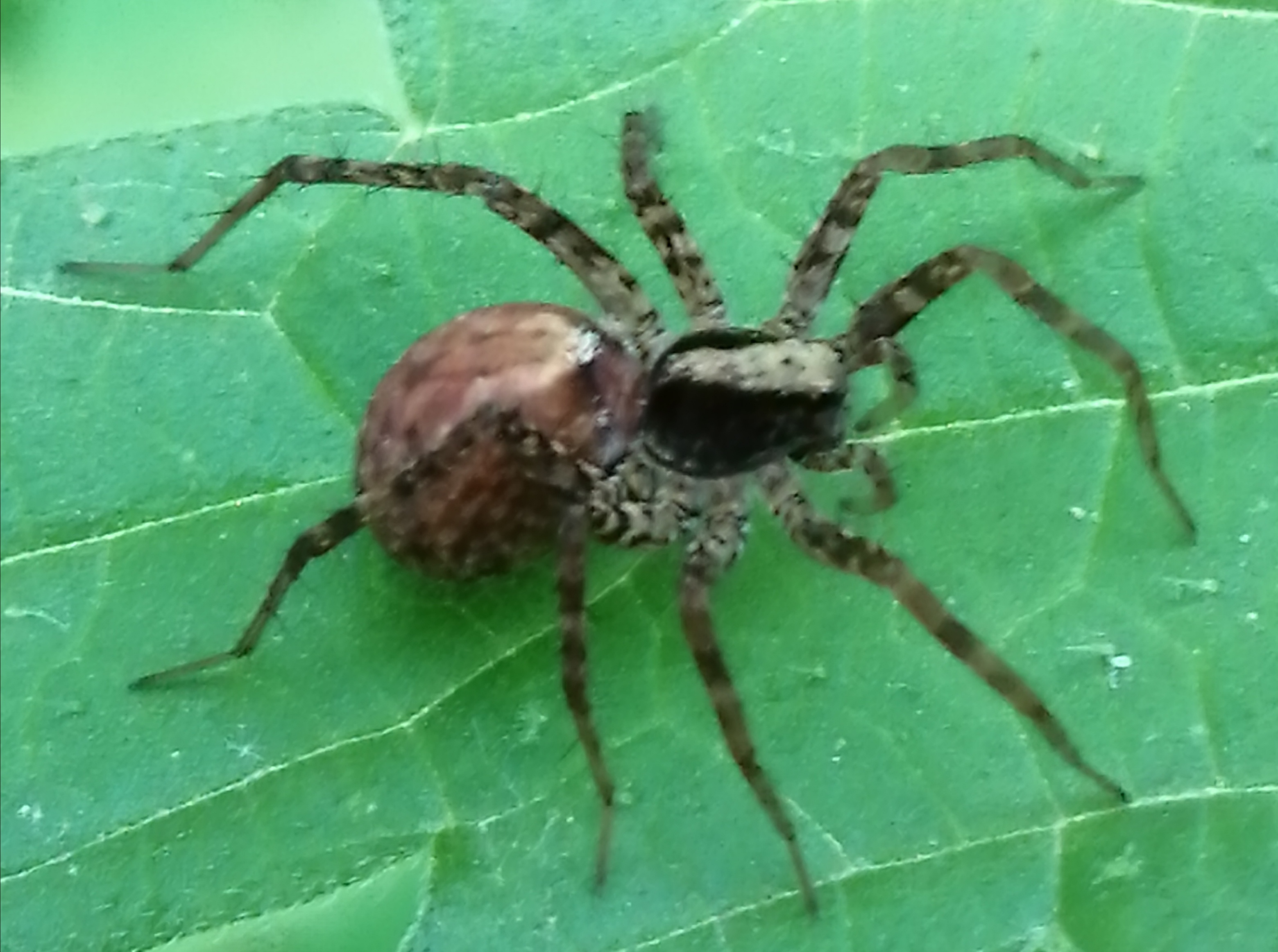 Pardosa alacris - sárgafoltos gyászfarkaspók
