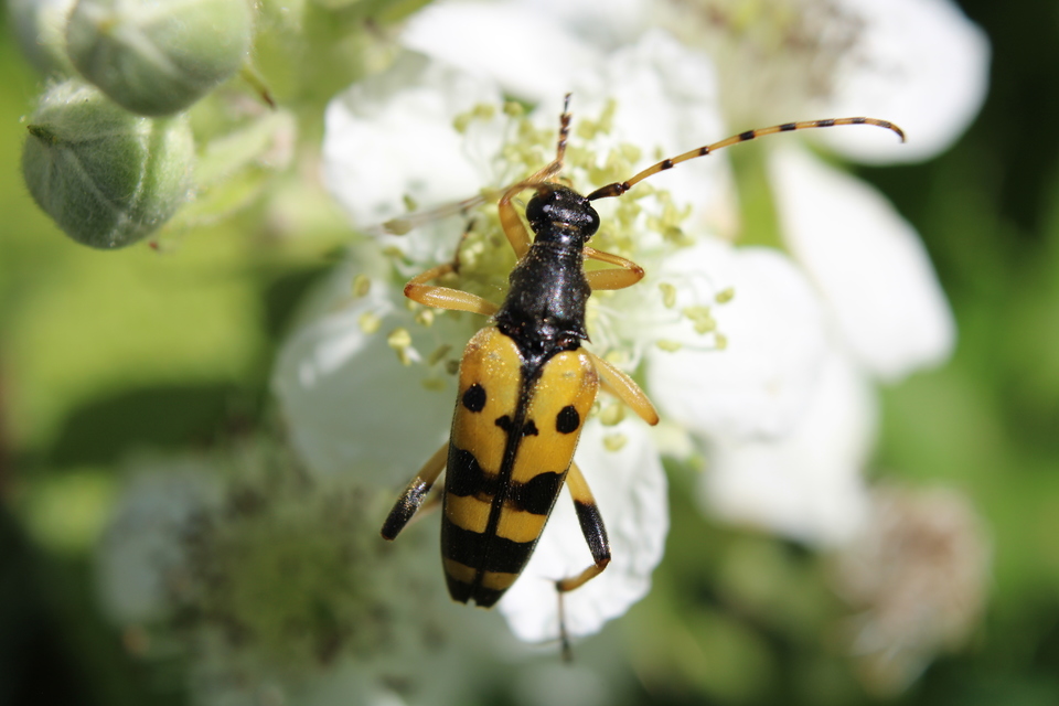 Rutpela maculata - tarkacsápú karcsúcincér
