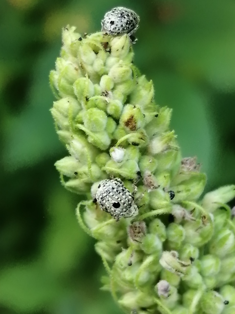 Cionus thapsus - kis ökörfarkkóró-gömbormányos