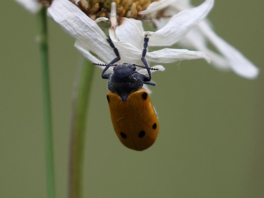 Lachnaia sexpunctata - szőrösnyakú zsákhordóbogár
