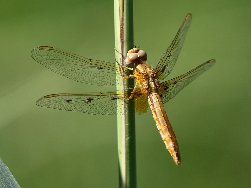 Crocothemis erythraea - skarlát szitakötő