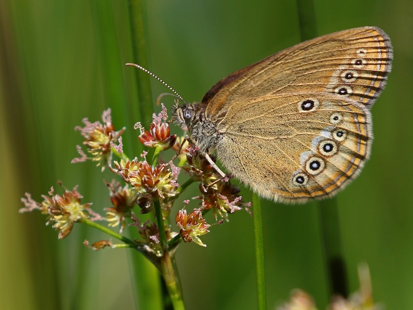 Coenonympha oedippus - ezüstsávos szénalepke