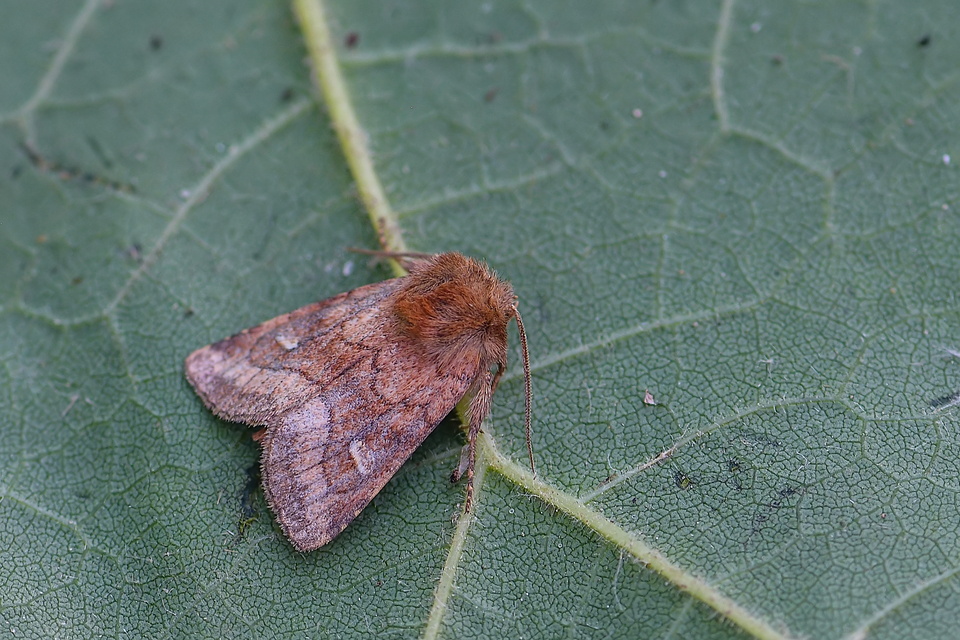 Eriopygodes imbecilla - butabagoly