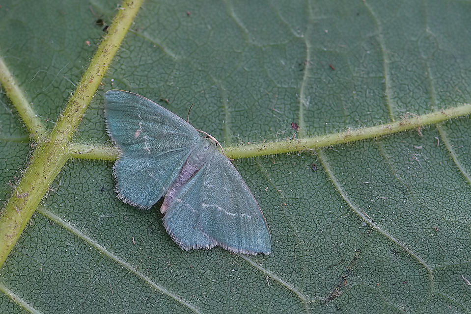 Chlorissa cloraria - sárgászöld araszoló