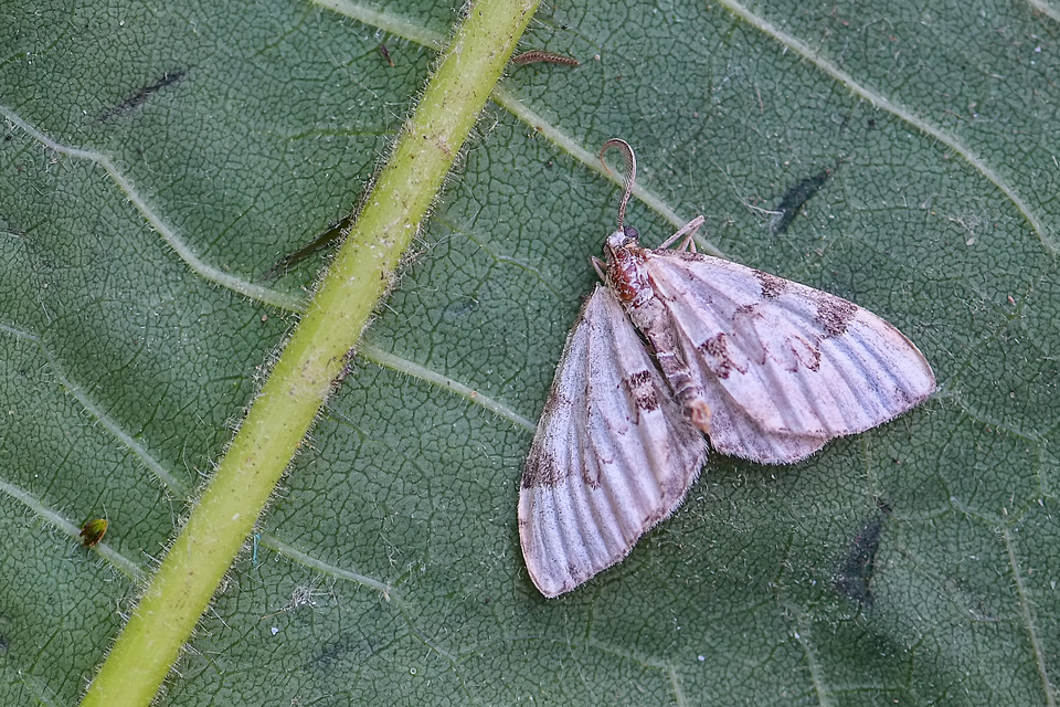 Colostygia pectinataria - zöld levélaraszoló