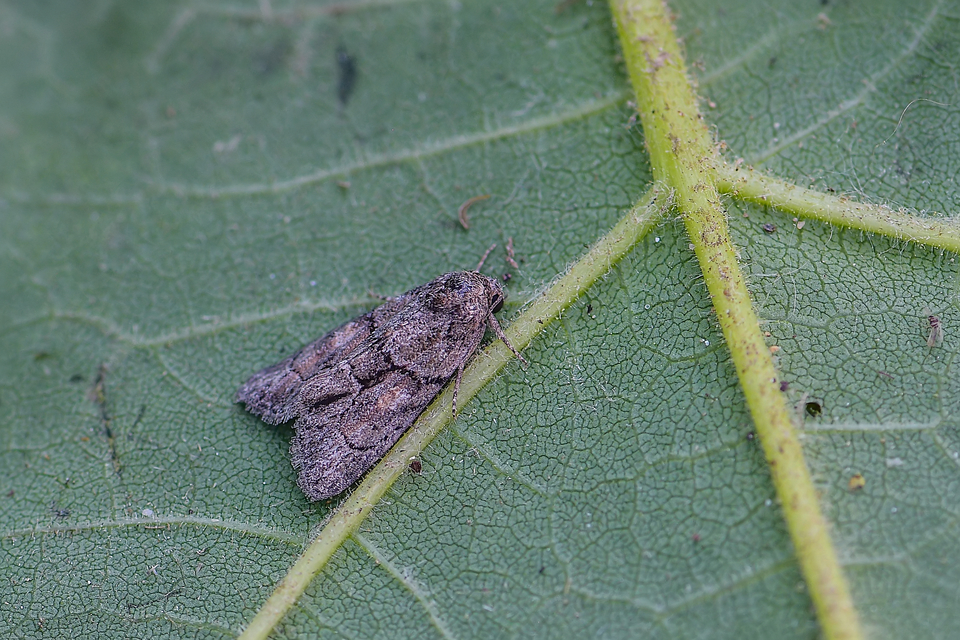 Cryphia fraudatricula - homoki zuzmóbagoly
