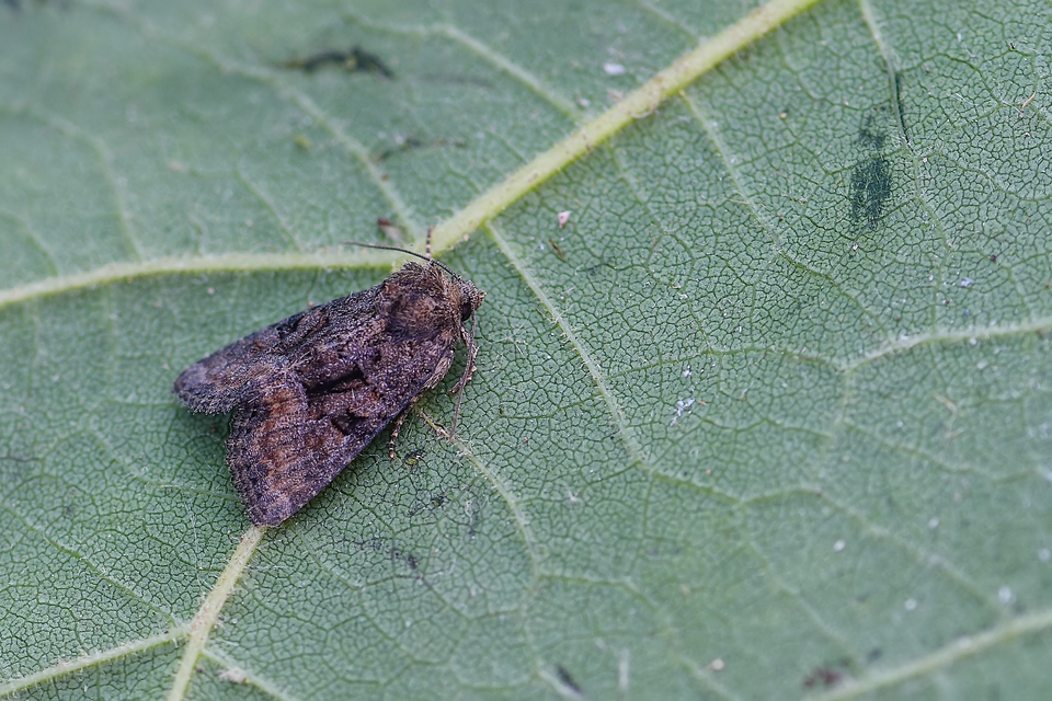 Oligia strigilis/latruncula/versicolor