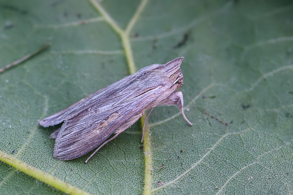 Cucullia umbratica - közönséges csuklyásbagoly