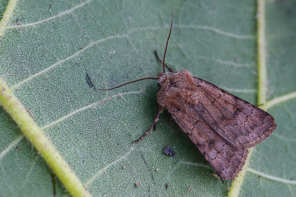 Agrotis cinerea - szürkés földibagoly