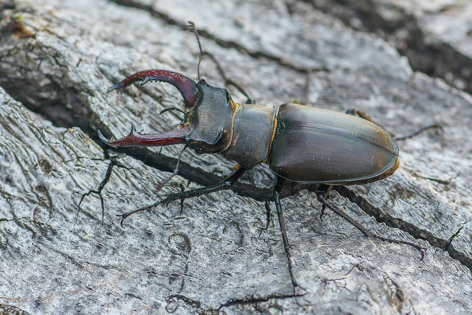 Lucanus cervus - nagy szarvasbogár